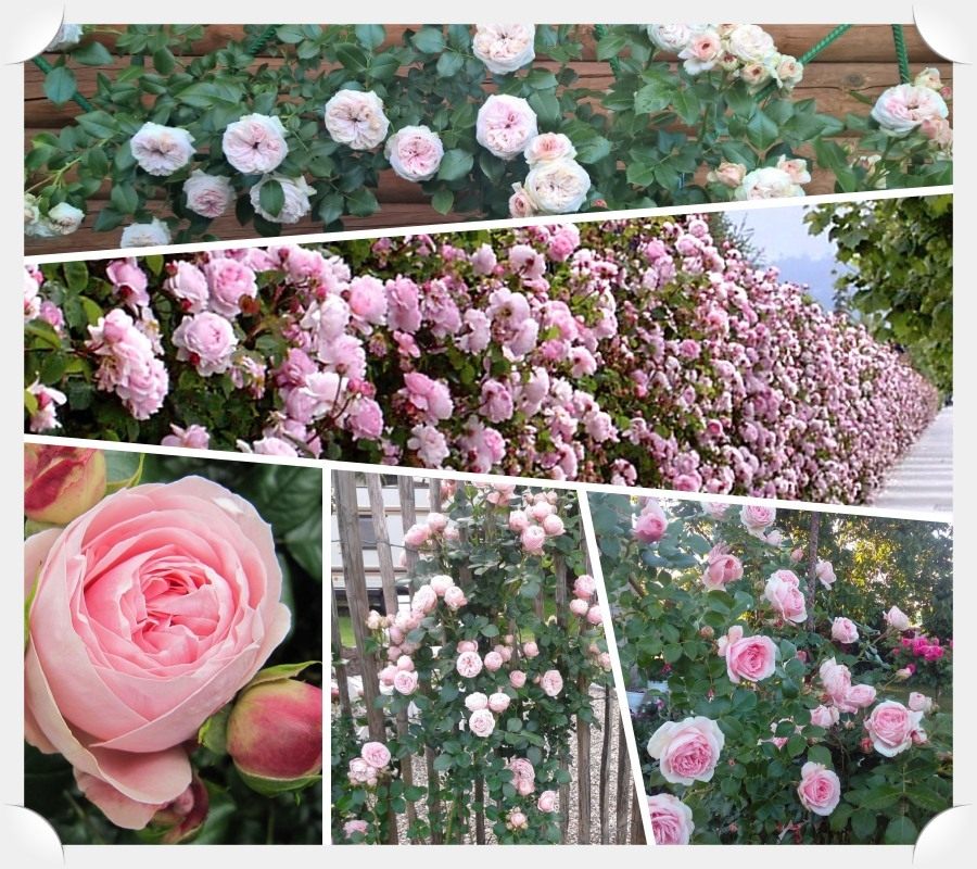 Giardina róże pnące